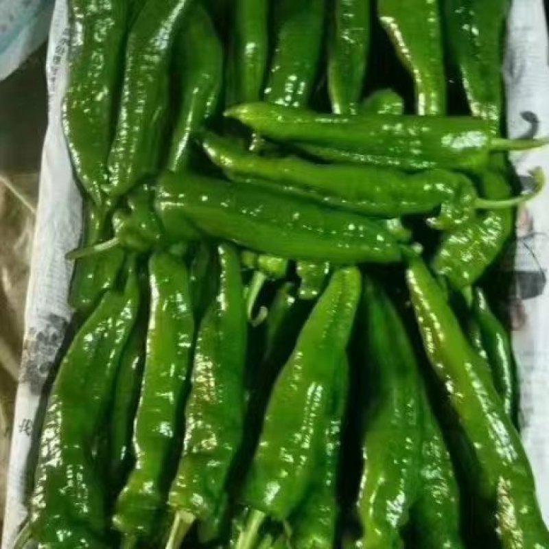 万亩大棚301泡椒，货源充足，产地直供，质量保证