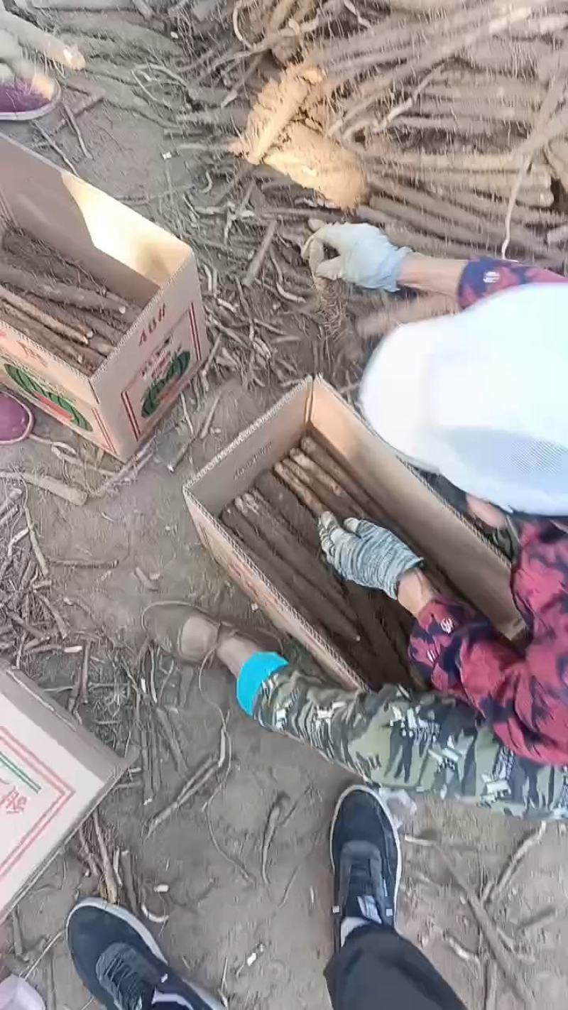 双棒山药，麻山药，电商！超市！社区团购精品加工！！！！！