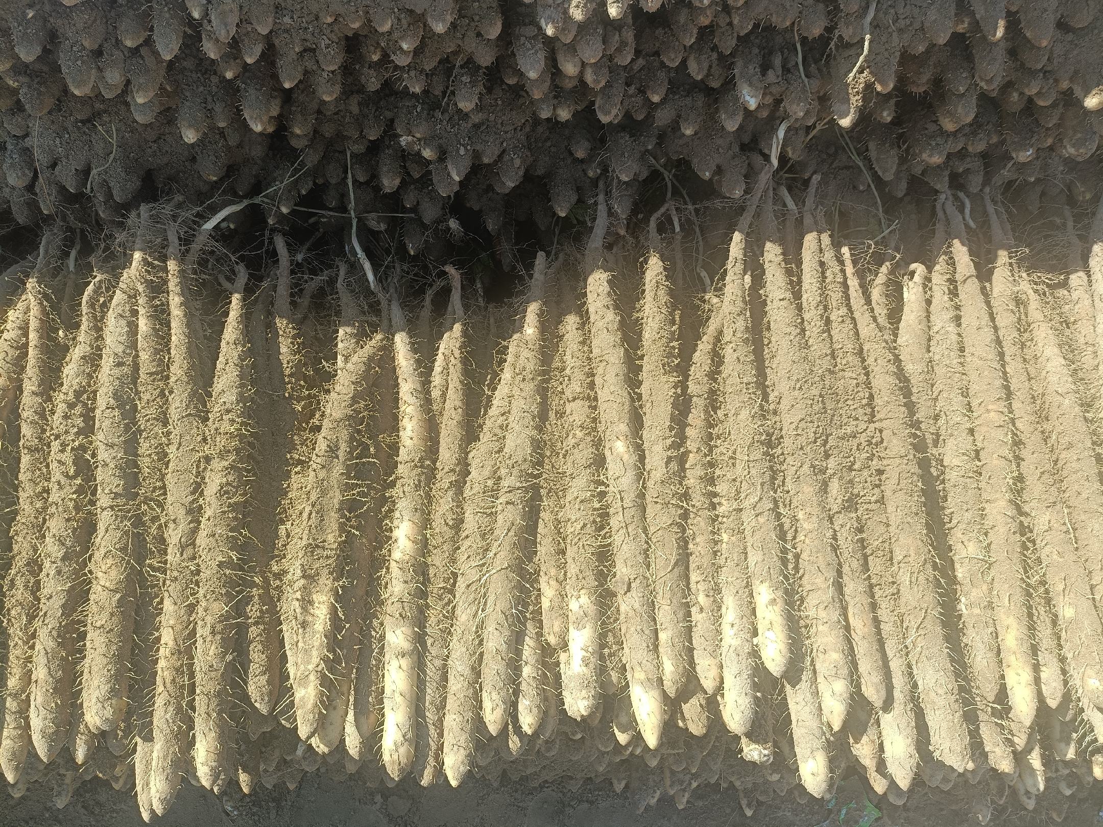 粉葛与山药的植物分类对比图,展示豆科与薯蓣科的区别 粉葛与山药的植物分类对比