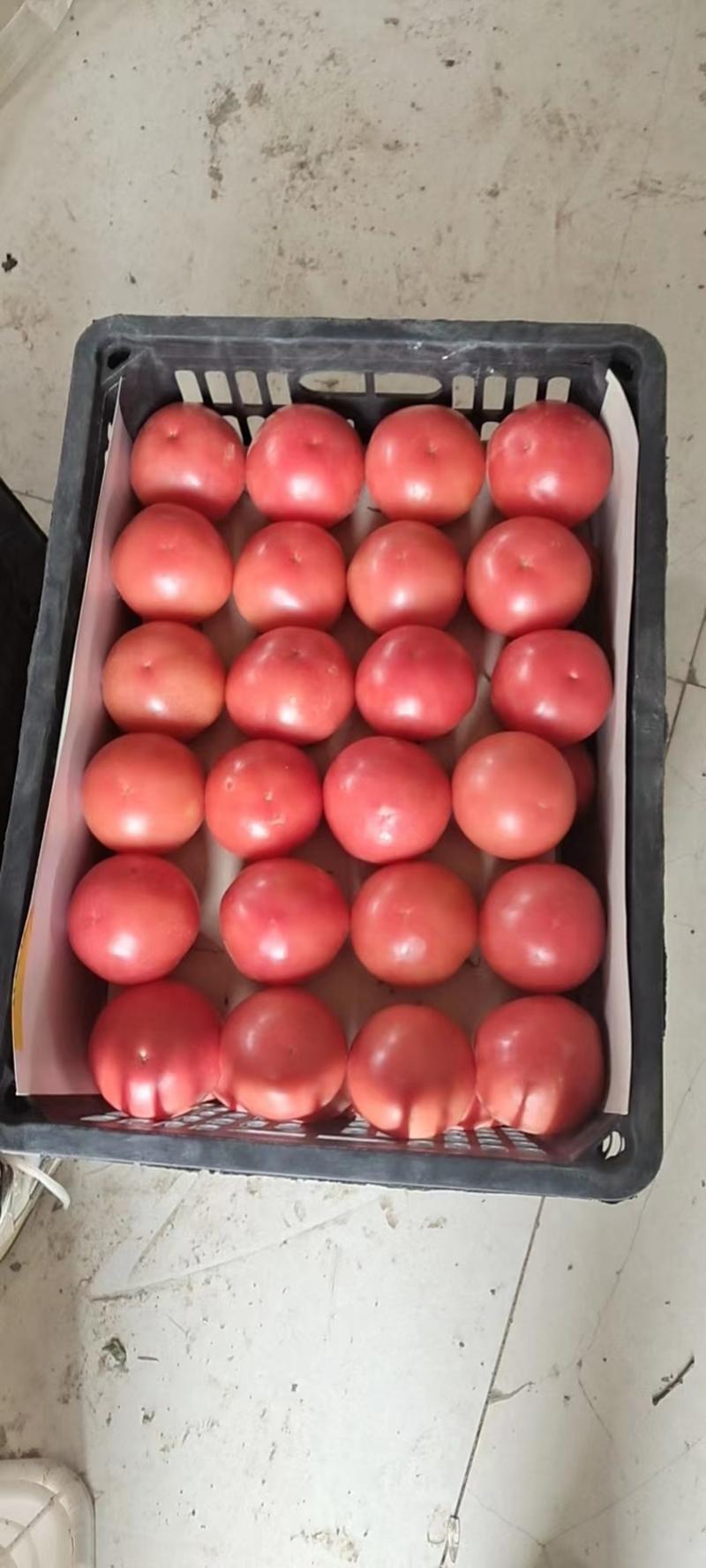 山东大红西红柿硬粉西红柿可供平台、商超、批发市场