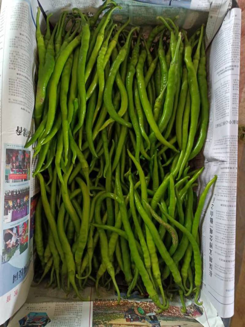 【精品线椒】安徽砀山基地直供质量保证一手货源欢迎订购