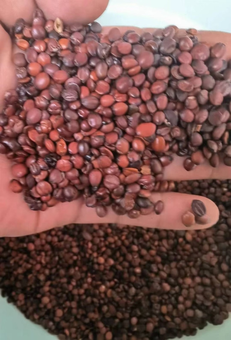 优质酸枣仁