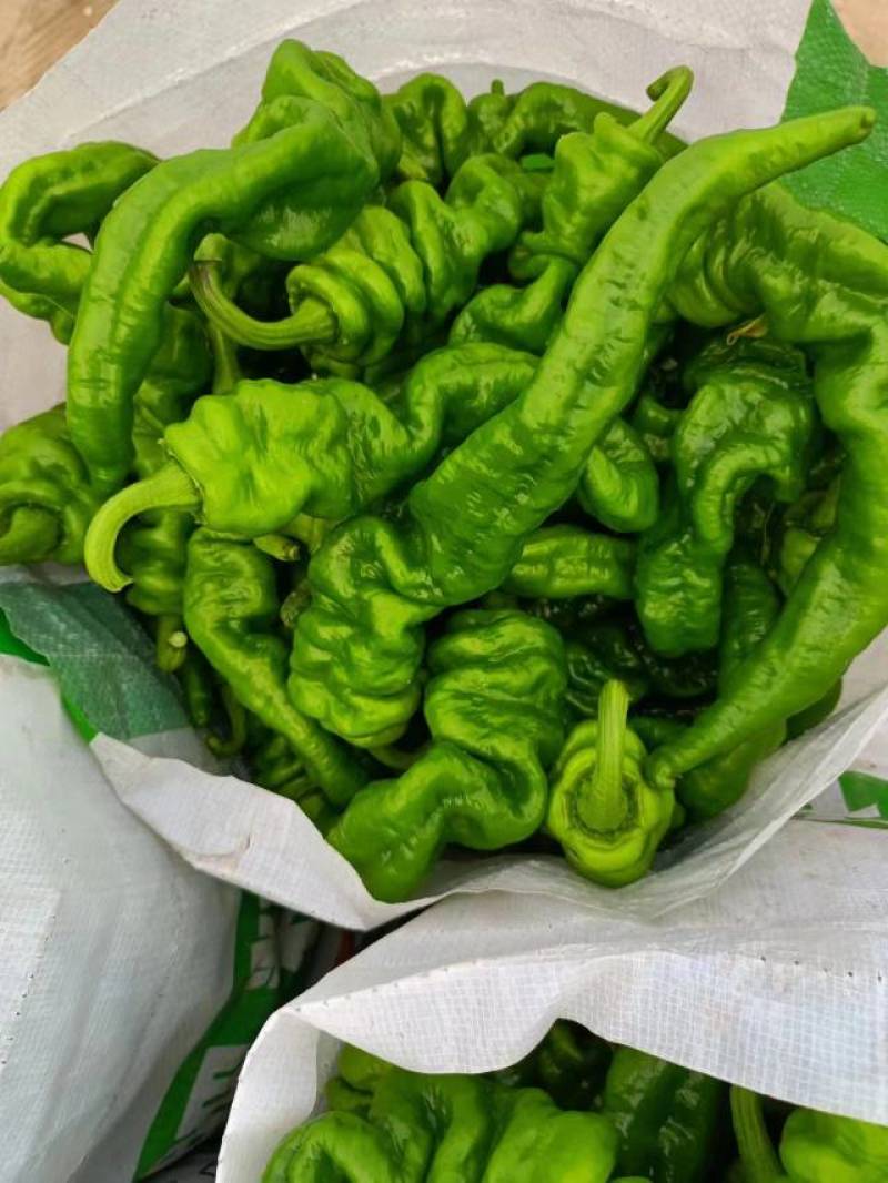 【精品】陇椒大量上市，物美价廉，质量有保障，欢迎前来洽谈