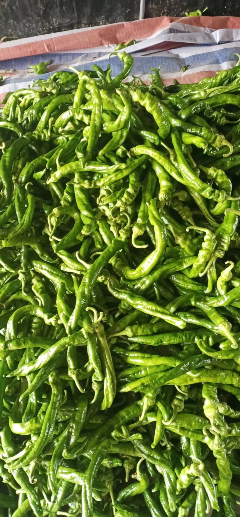 【精品】陇椒大量上市，物美价廉，质量有保障，欢迎前来洽谈