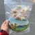 新疆特产手工驼奶疙瘩奶醇奶酪一件10公斤新疆发货