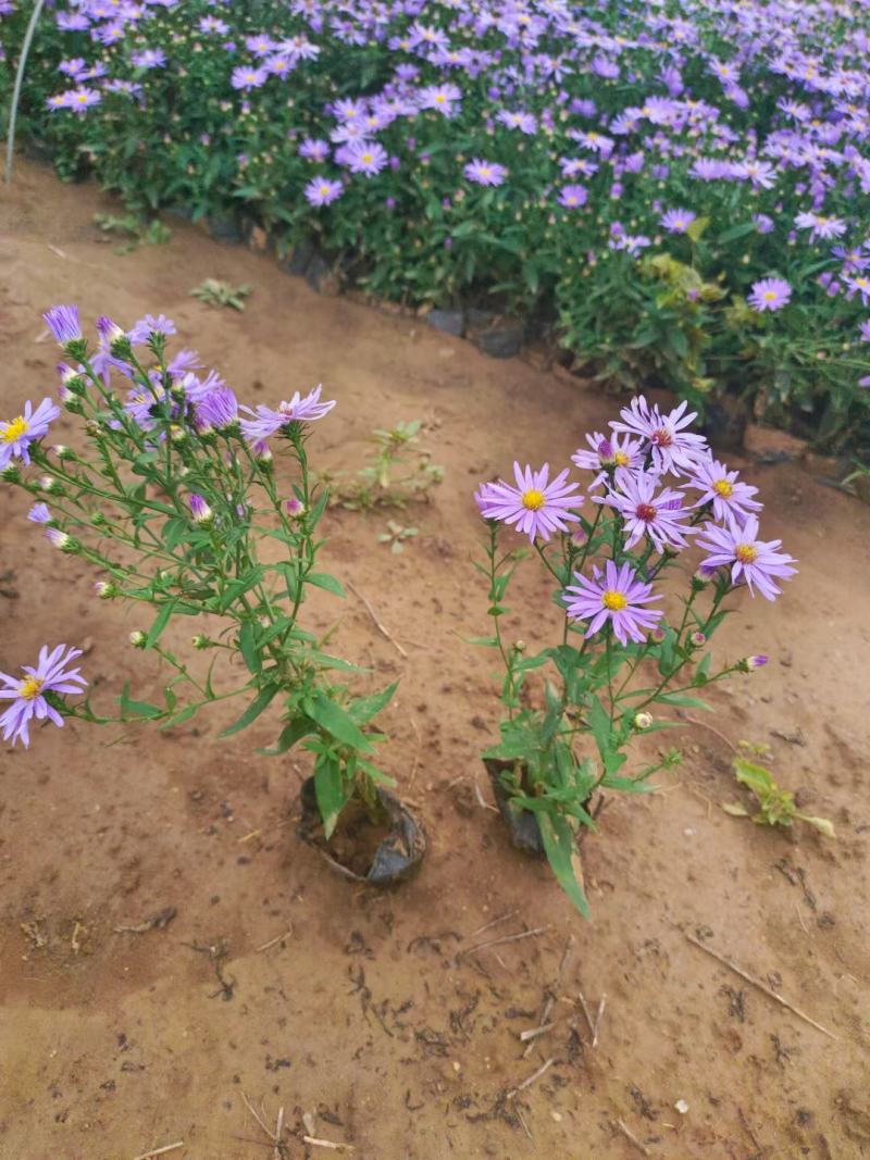 紫菀，丹麦翠菊，花期长花色多，庭院小区美化