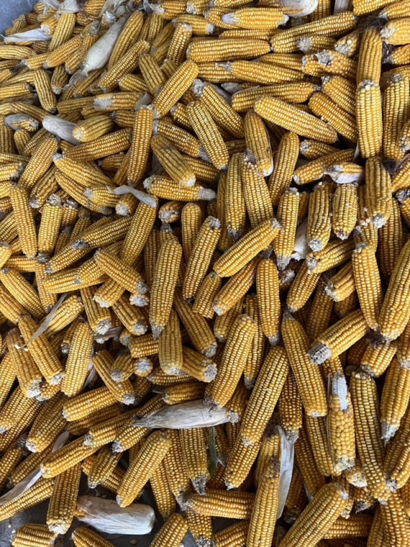湿玉米棒大量上市了货源充足，量大从优，可视频产地验货。
