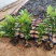 5斤袋本地龙船花，（中叶龙船花〉，冠幅饱满，价格优惠，，