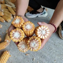湿玉米棒大量上市了货源充足，量大从优，可视频产地验货。