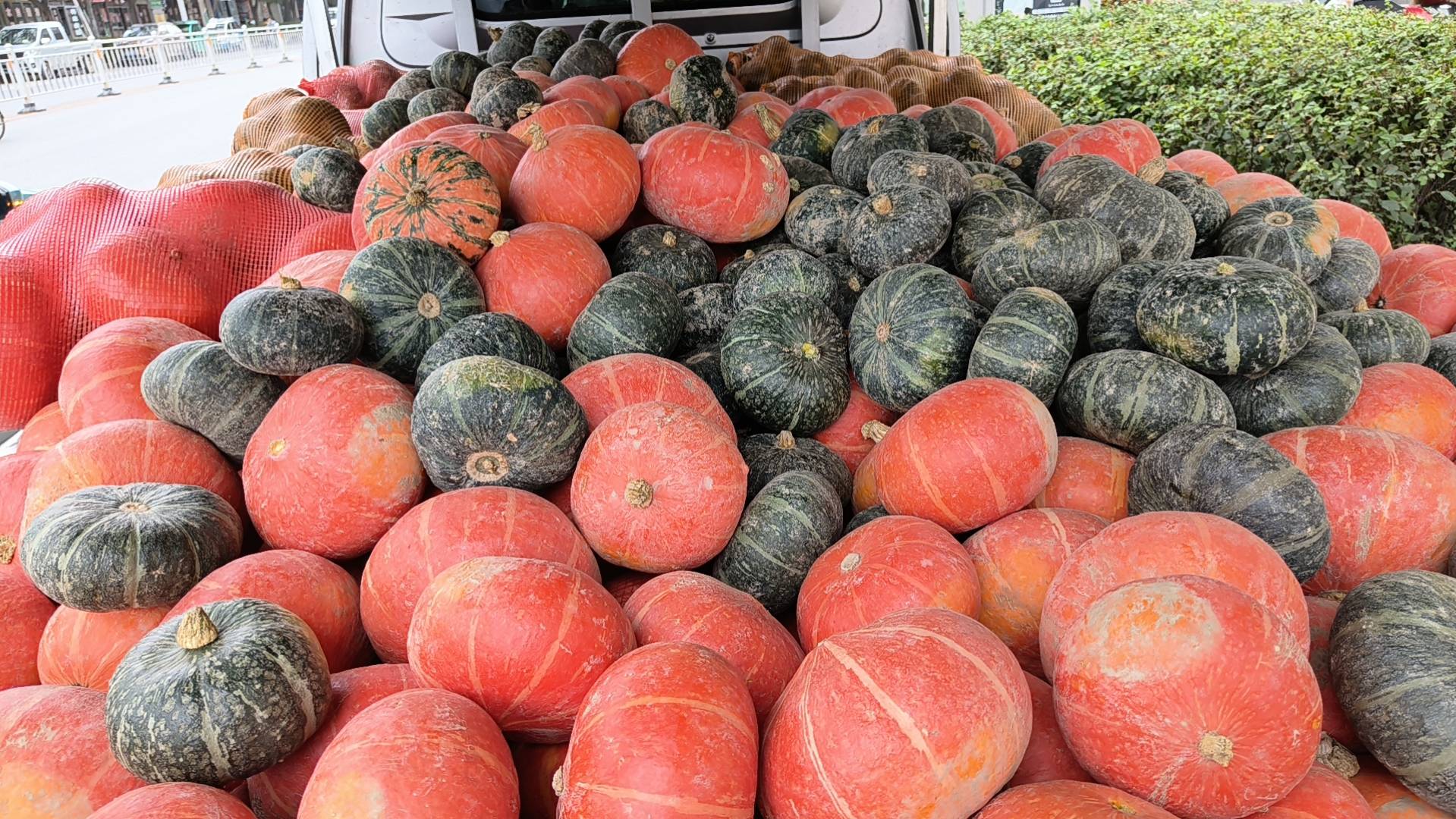 展示多个贝贝南瓜的不同外观特征,重点突出颜色深沉、瓜蒂干枯的老南瓜 挑选贝贝南瓜