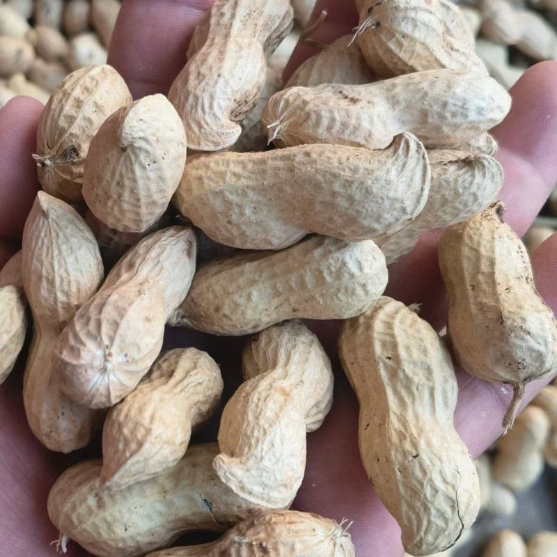 花豫19精选花生果人工精选高产抗病双仁果