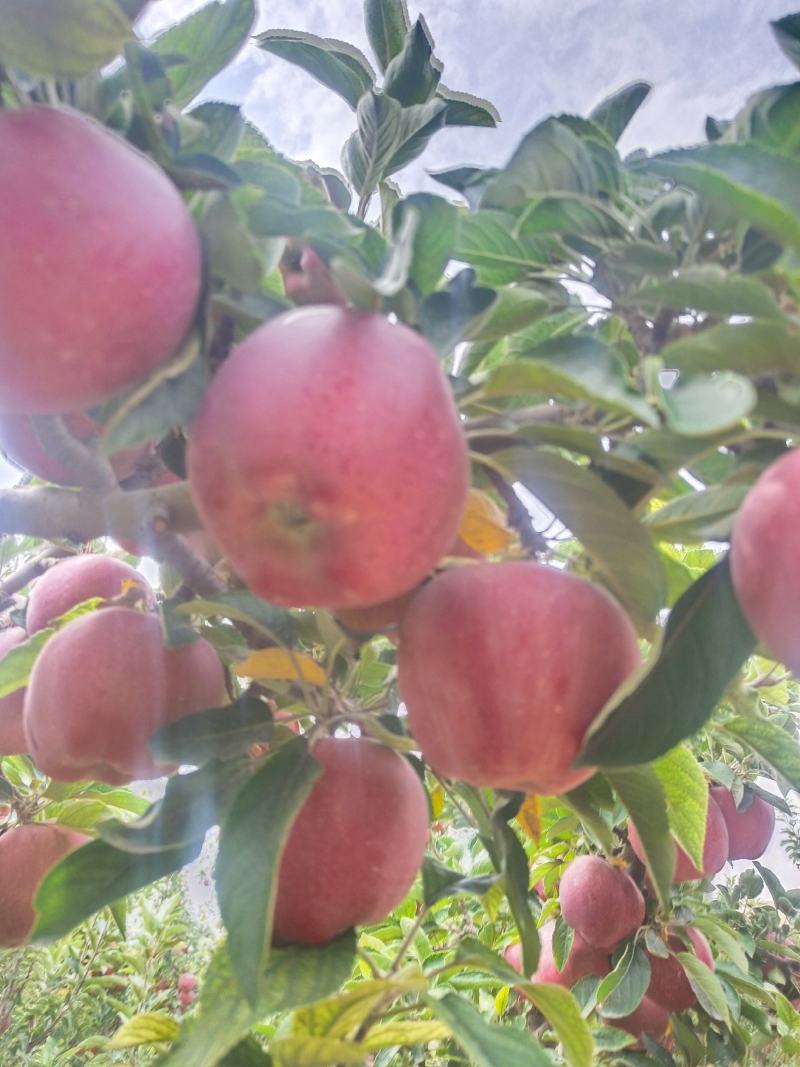 甘肃兰州高原平果