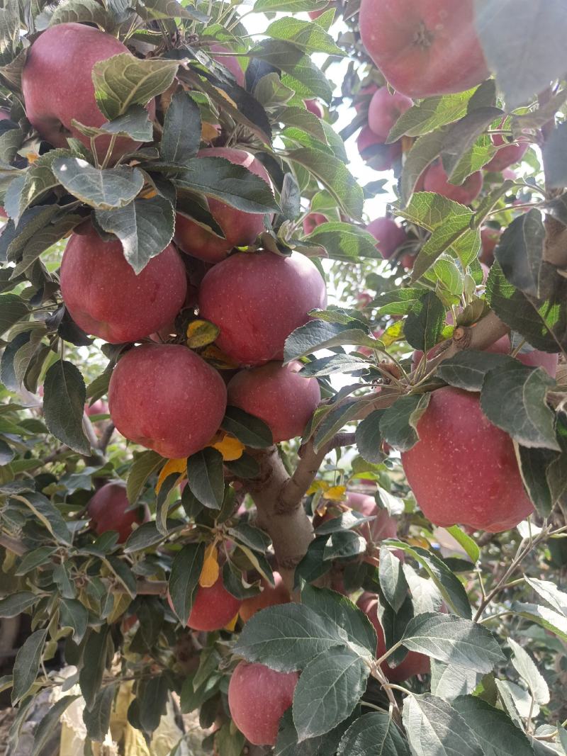 甘肃兰州高原平果