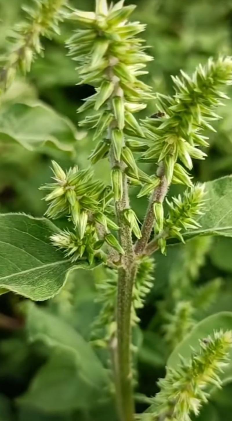 出售个人种植的防风、牛膝