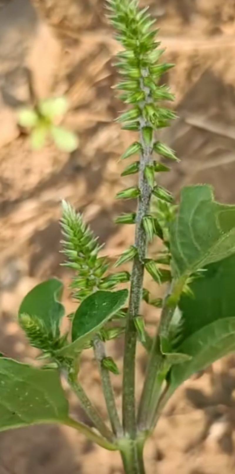 出售个人种植的防风、牛膝