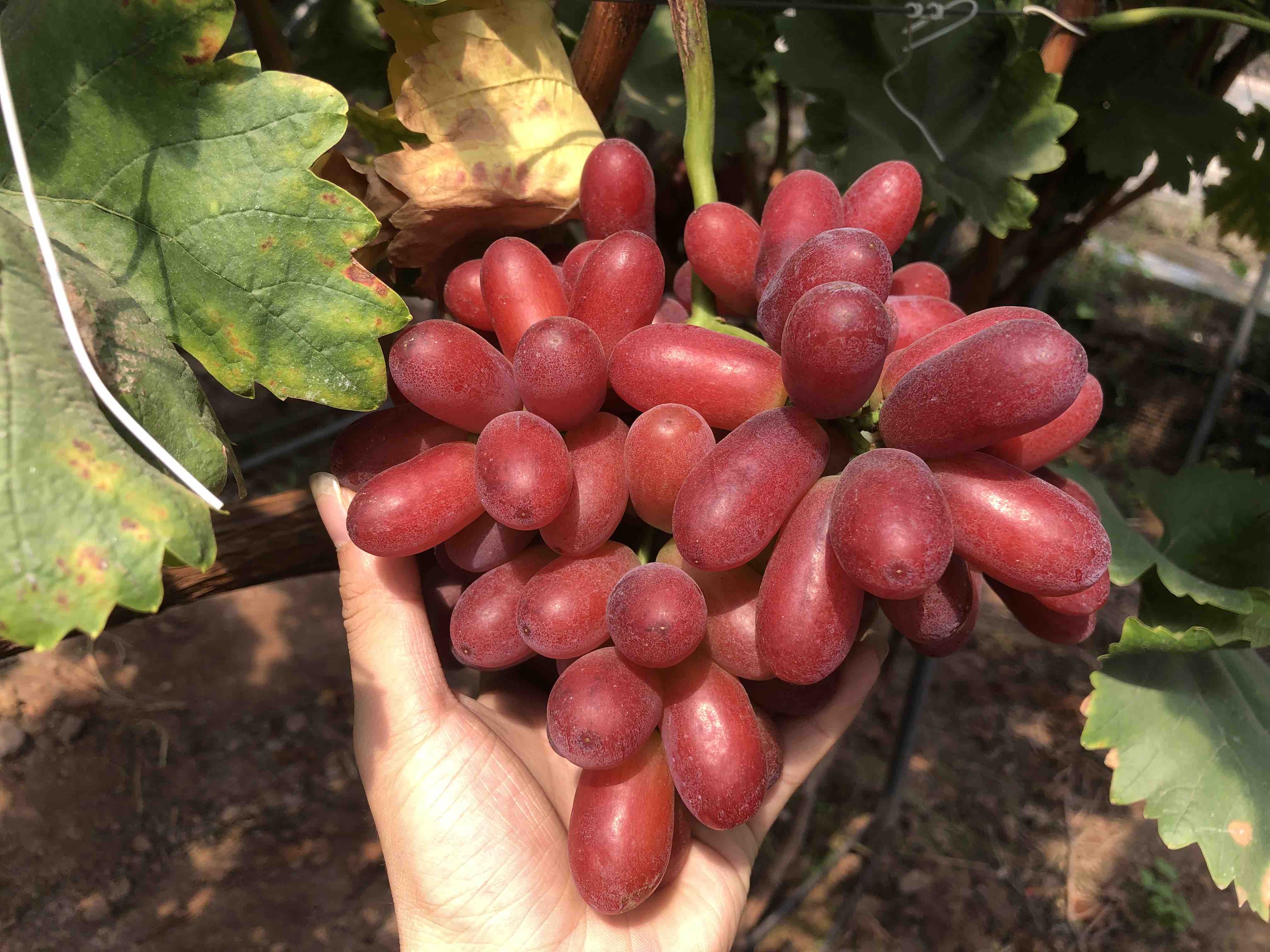 克伦生葡萄作为节日礼品摆放精美礼盒中