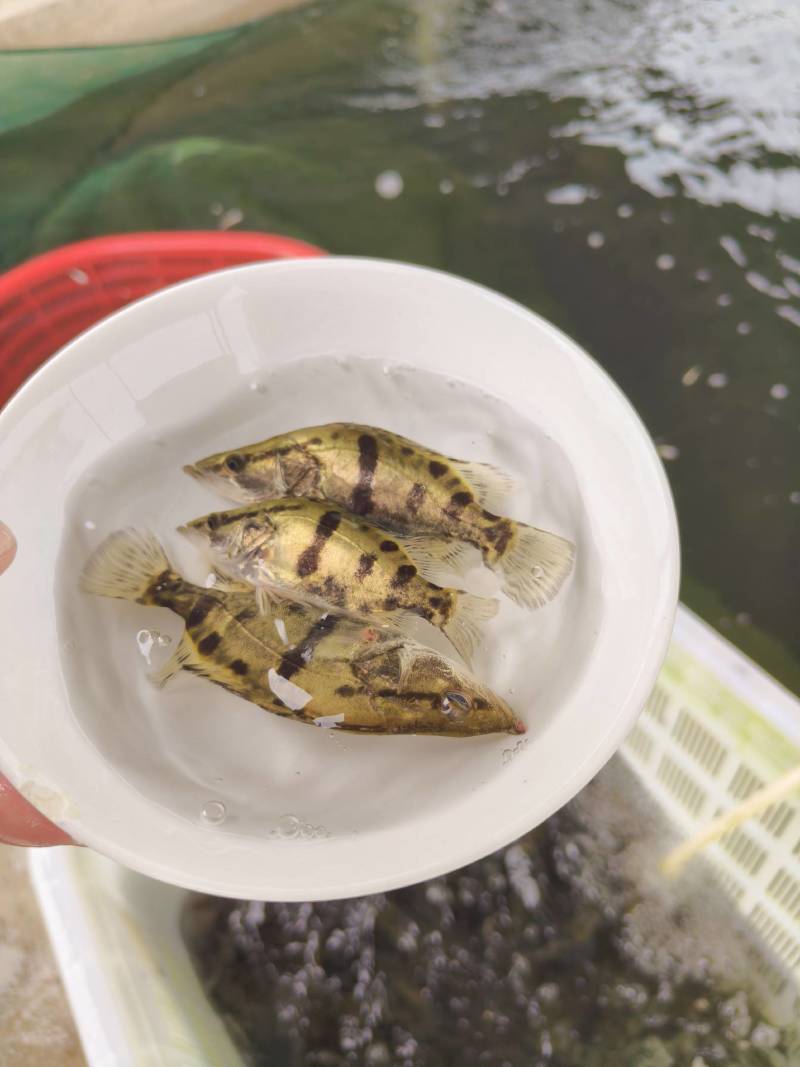 鳜鱼苗，季花鱼，鱼中精品，白富美