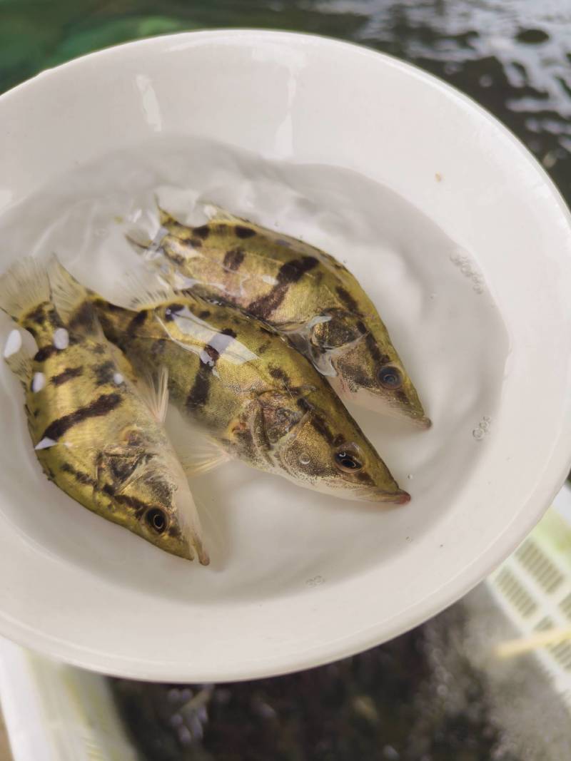 鳜鱼苗，季花鱼，鱼中精品，白富美