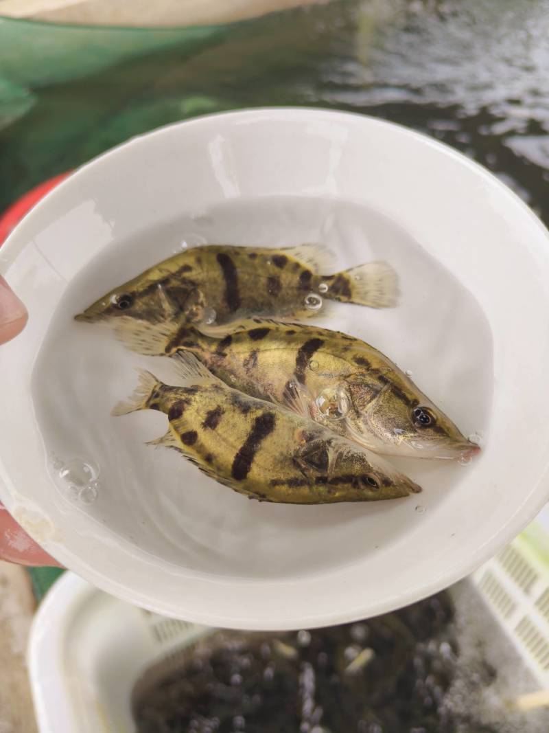 鳜鱼苗，季花鱼，鱼中精品，白富美