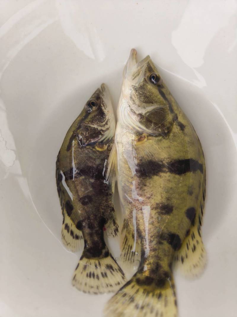 鳜鱼苗，季花鱼，鱼中精品，白富美