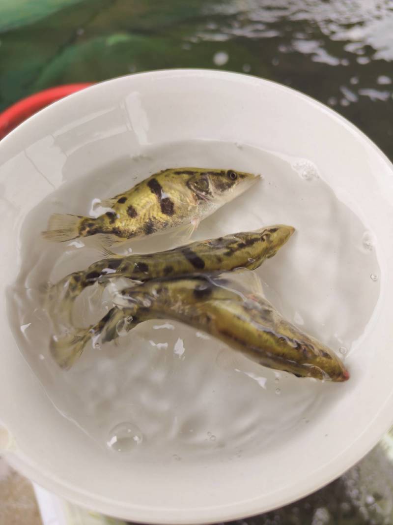 鳜鱼苗，季花鱼，鱼中精品，白富美