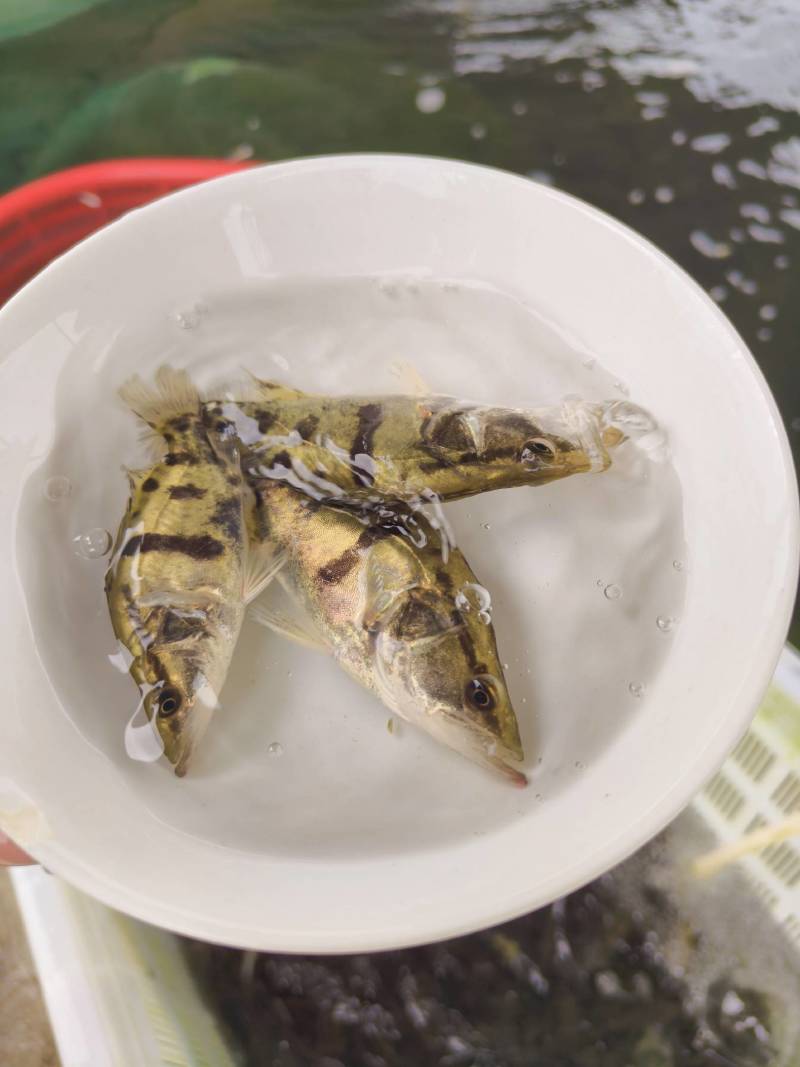 鳜鱼苗，季花鱼，鱼中精品，白富美