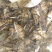 鳜鱼苗，季花鱼，鱼中精品，白富美