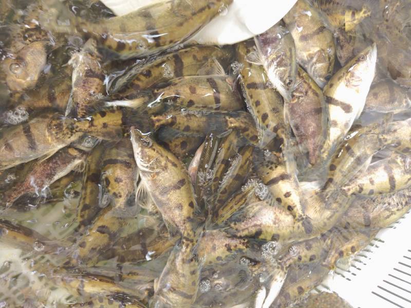 鳜鱼苗，季花鱼，鱼中精品，白富美