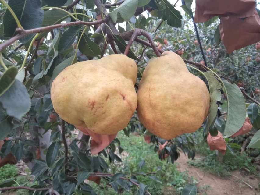 展示多个丑梨果实,果实外形不规则,果皮呈黄绿色至橙红色,背景为山林环境 丑梨实物图