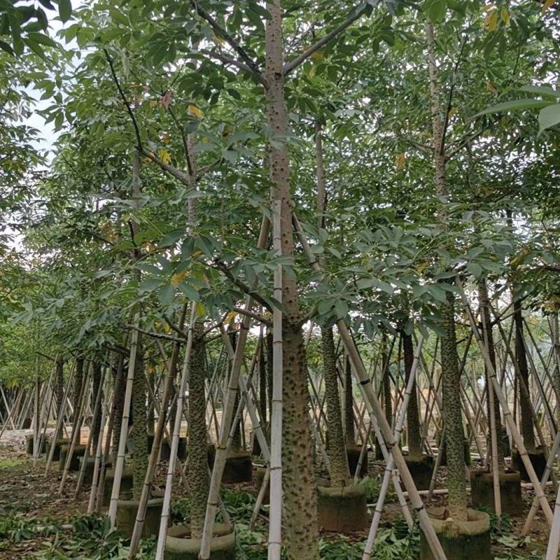 木棉（攀枝花英雄树）