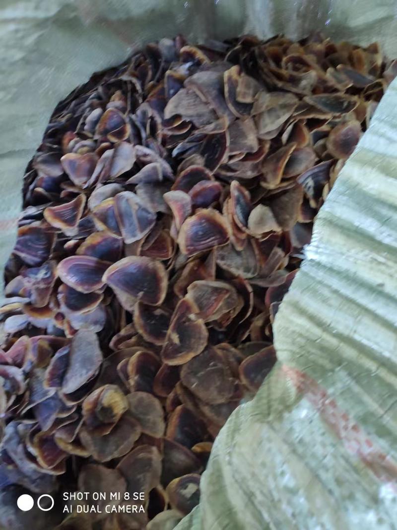 海螺盖香螺盖海螺皮海螺壳海螺盖海螺盖海螺盖海螺盖