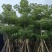 木棉（攀枝花英雄树）