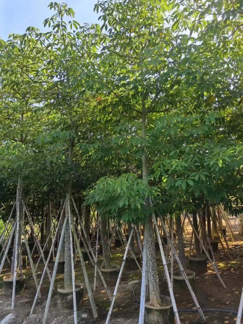 木棉（攀枝花英雄树）
