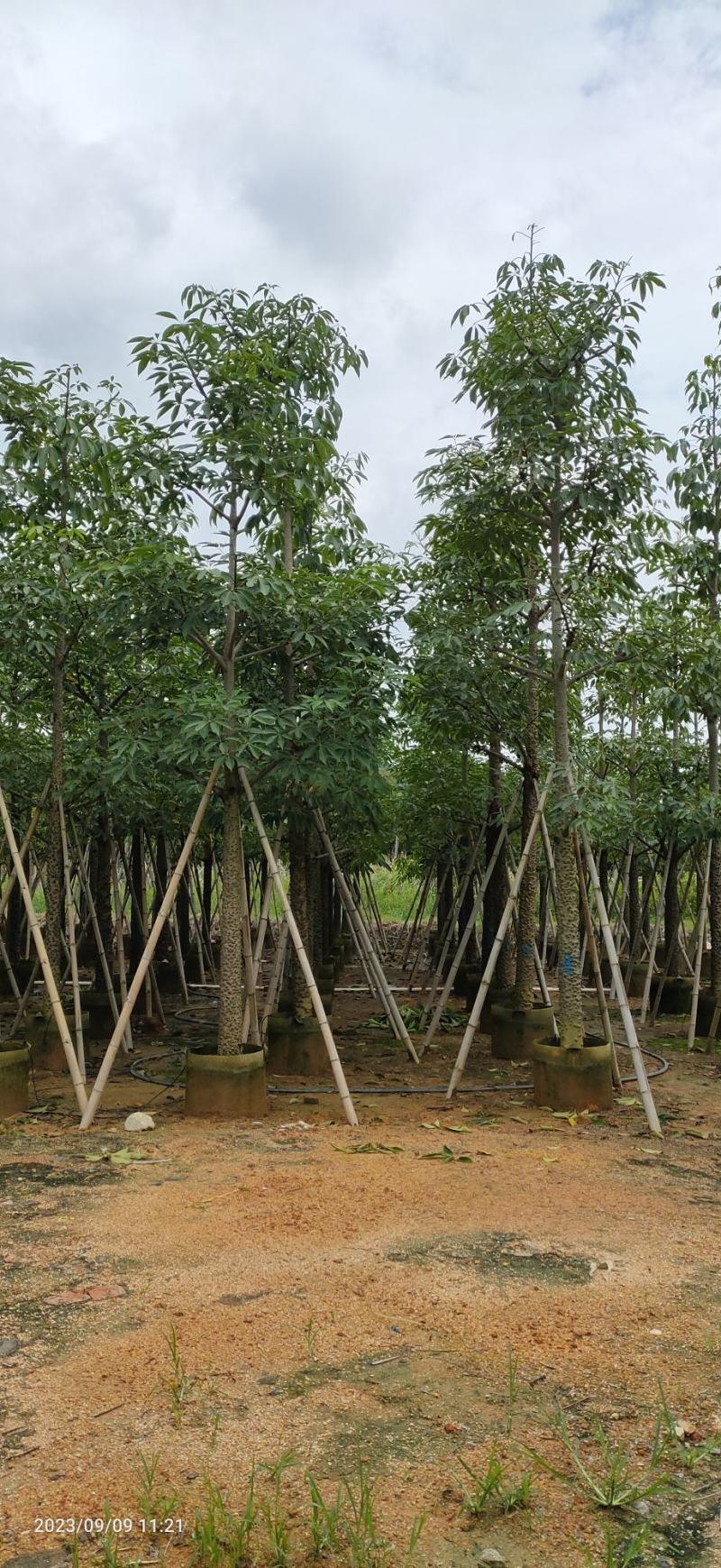 木棉（攀枝花英雄树）