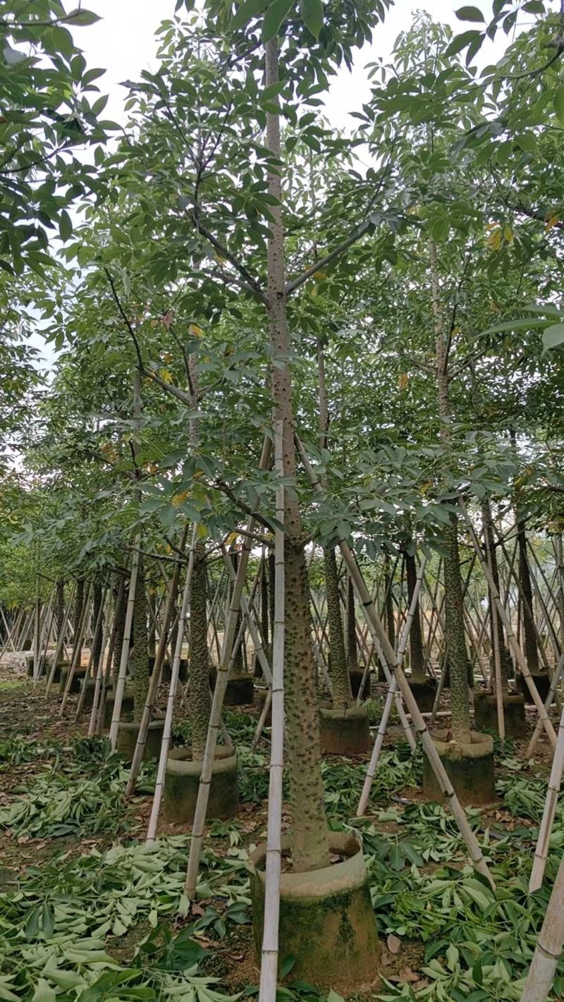 木棉（攀枝花英雄树）