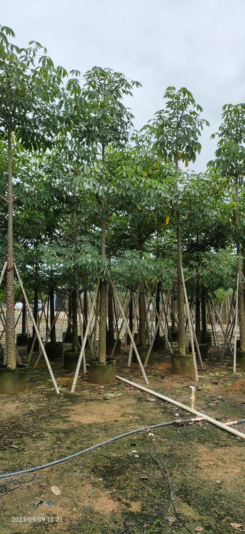 木棉（攀枝花英雄树）
