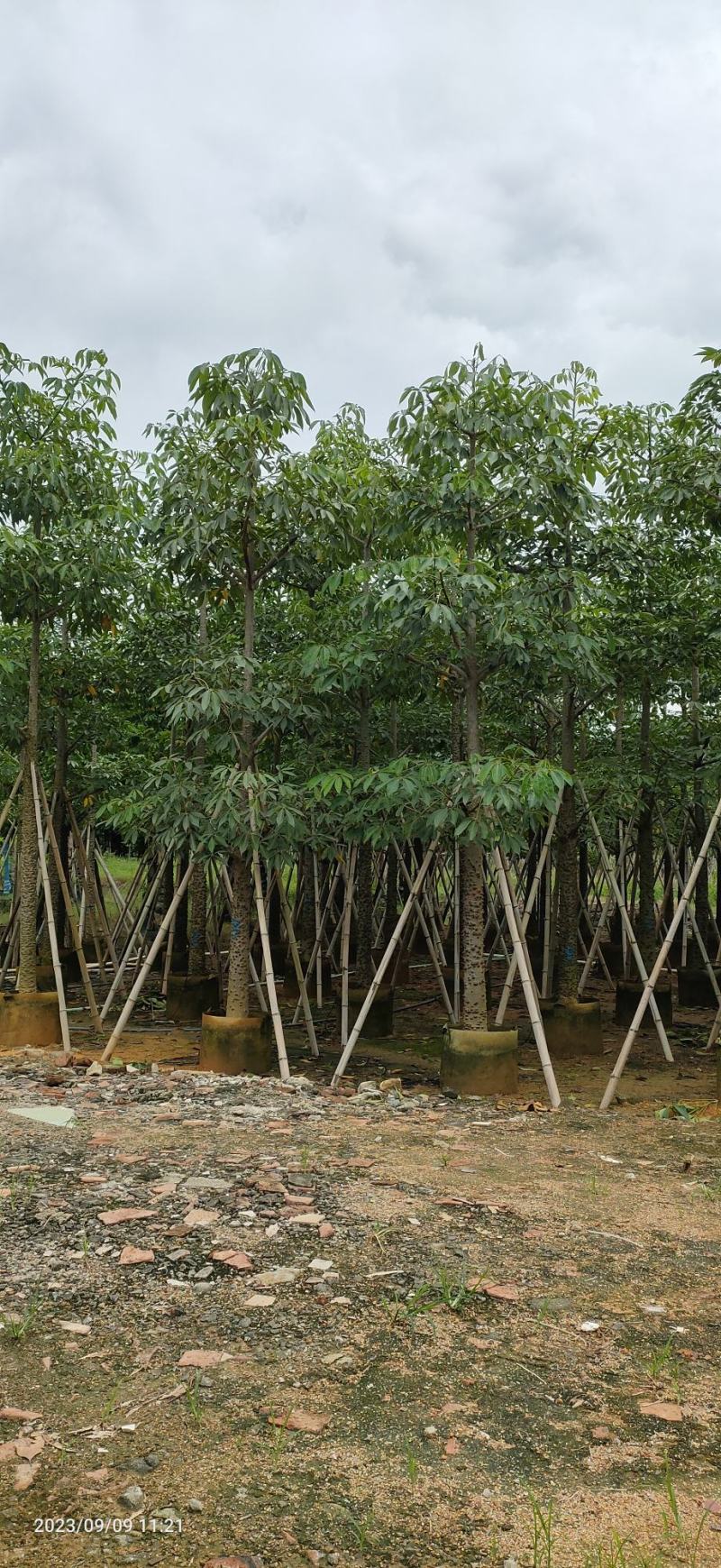 木棉（攀枝花英雄树）
