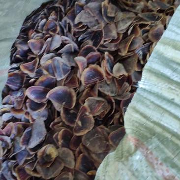 海螺盖药材香螺盖药材猫眼螺盖药材海螺盖海螺壳海螺壳海螺壳