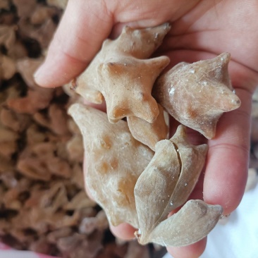 五倍子，优质五倍子干货，角倍，肚倍统货。供应中