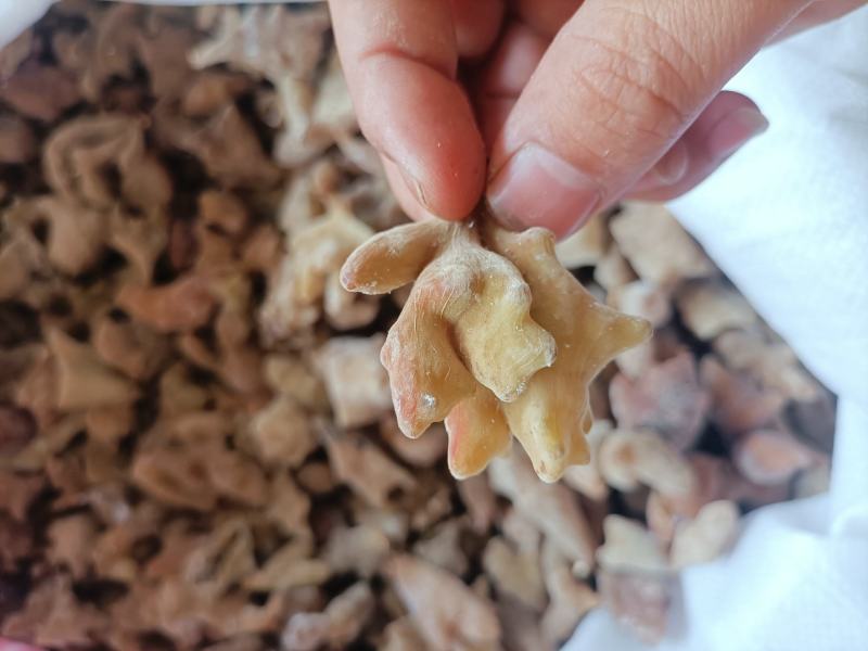 五倍子，优质五倍子干货，角倍，肚倍统货。供应中