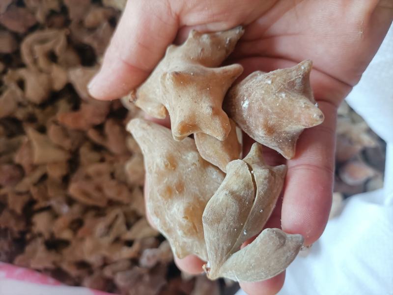 五倍子，优质五倍子干货，角倍，肚倍统货。供应中
