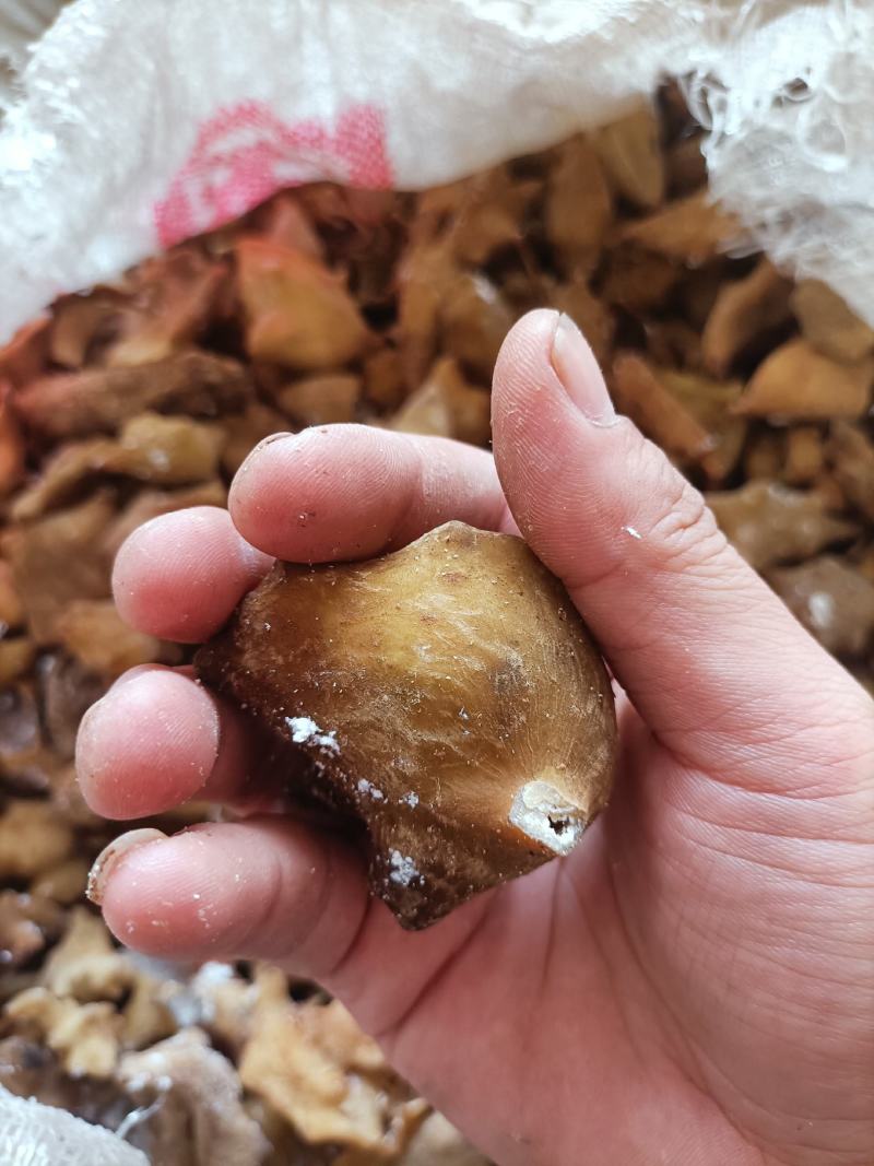 五倍子，优质五倍子干货，角倍，肚倍统货。供应中