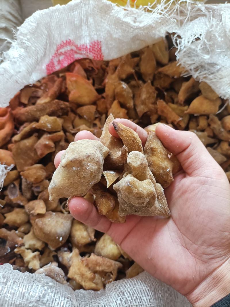 五倍子，优质五倍子干货，角倍，肚倍统货。供应中