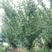 垂丝海棠，地径15，丛生，高度4米，冠幅3.5