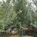 垂丝海棠，地径15，丛生，高度4米，冠幅3.5