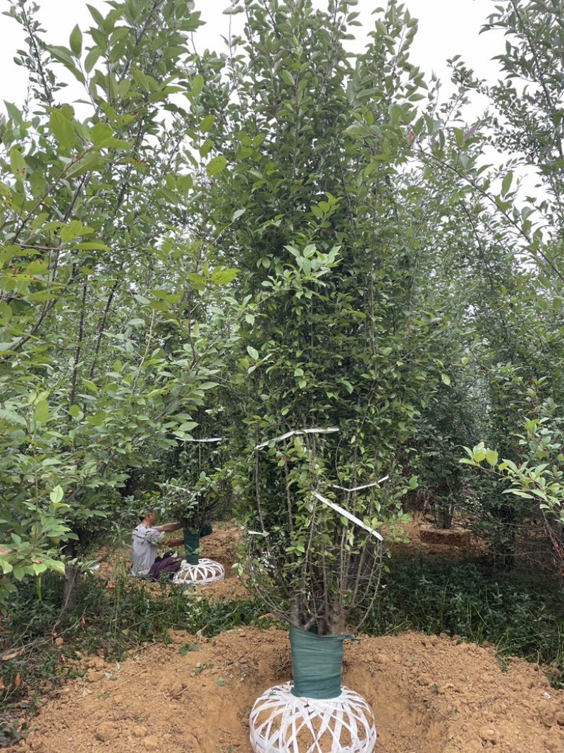 垂丝海棠，地径15，丛生，高度4米，冠幅3.5