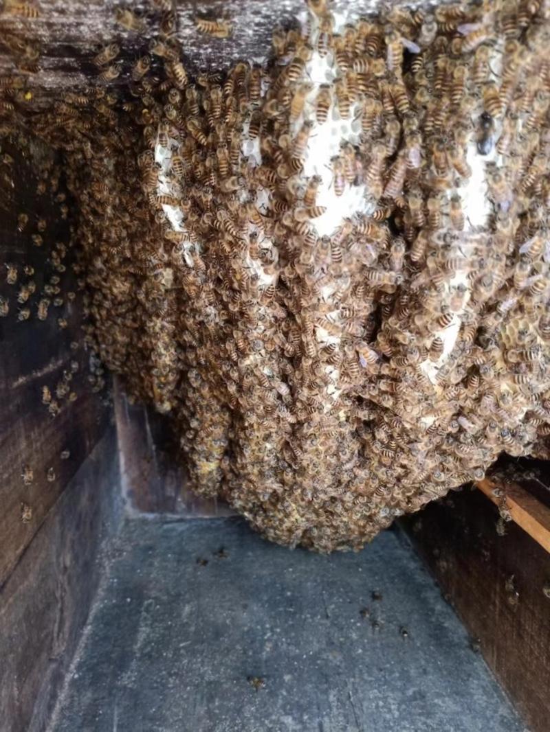 土蜂蜜西北农家土蜂蜜百花蜜，一年取蜜一次，
