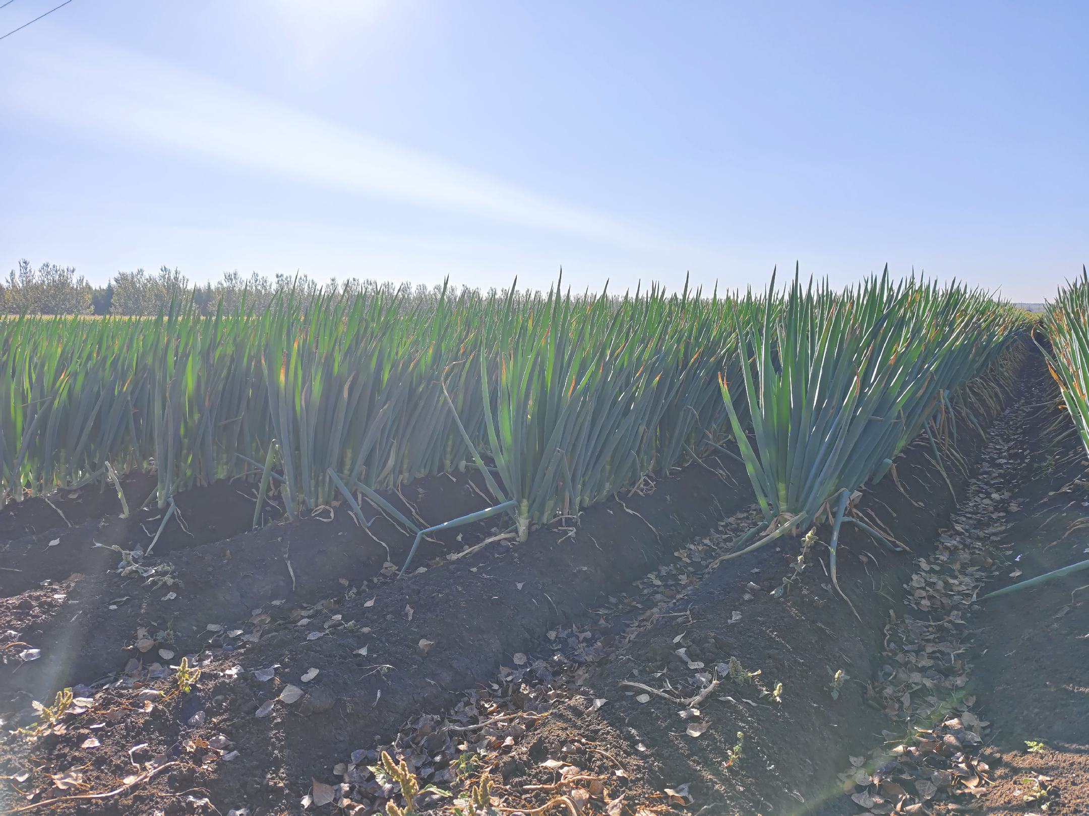 山东铁杆葱田间生长实景