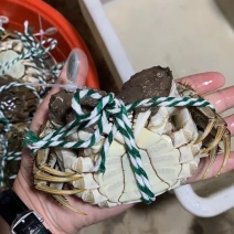 阳澄湖镇自产自销大闸蟹