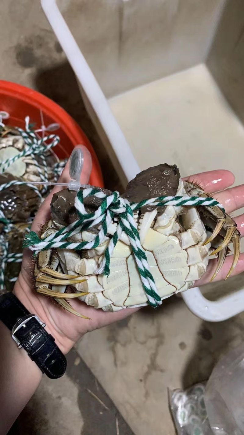 阳澄湖镇自产自销大闸蟹